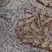 Anti MDM2 Antibody, clone SMP14 thumbnail image 1