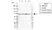 Anti Human MDM4 Antibody, clone AB01/4H9 thumbnail image 1