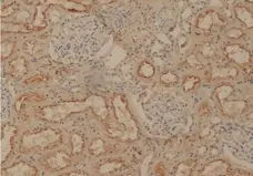Anti Human Megalin Antibody, clone AbD11723 gallery image 1