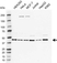 Anti MEK 1 Antibody, clone AbD5812 (PrecisionAb Monoclonal Antibody) thumbnail image 1