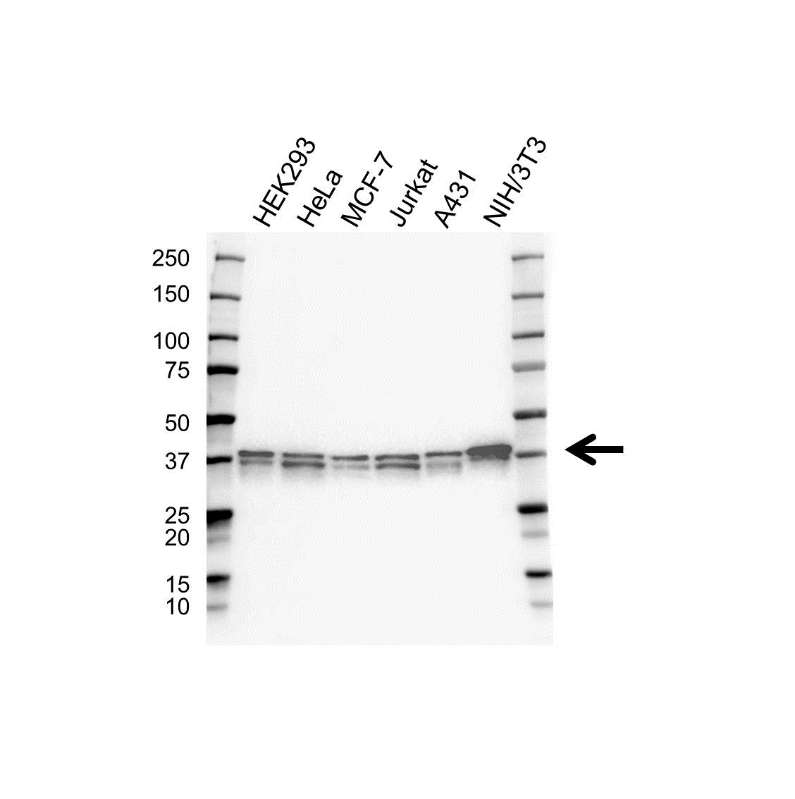 Anti MEK 6 Antibody (PrecisionAb Monoclonal Antibody) gallery image 1