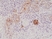 Anti MELAN-A Antibody, clone RM333 thumbnail image 1