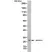 Anti MELAN-A Antibody, clone RM333 thumbnail image 2