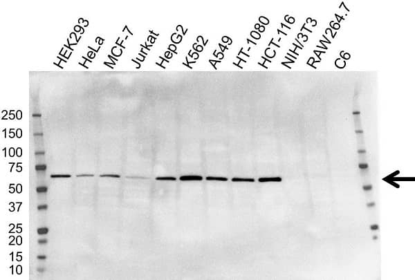 Anti METAP2 Antibody, clone OTI1F6 (PrecisionAb Monoclonal Antibody) gallery image 1