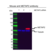 Anti METAP2 Antibody, clone OTI1F6 (PrecisionAb Monoclonal Antibody) thumbnail image 2