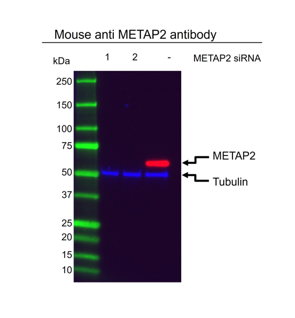 Anti METAP2 Antibody, clone OTI1F6 (PrecisionAb Monoclonal Antibody) gallery image 2