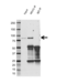 Anti MLH1 Antibody, clone UMAB191 (PrecisionAb Monoclonal Antibody) thumbnail image 2