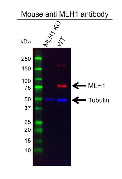 Anti MLH1 Antibody, clone UMAB191 (PrecisionAb Monoclonal Antibody) gallery image 3