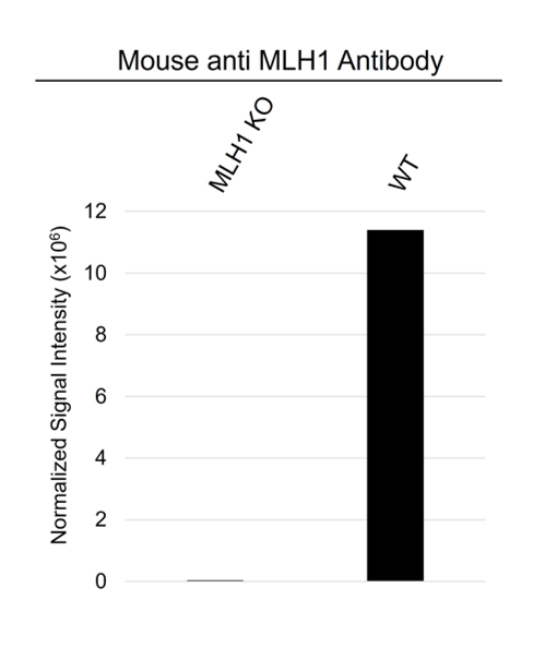 Anti MLH1 Antibody, clone UMAB191 (PrecisionAb Monoclonal Antibody) gallery image 4