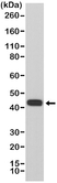 Anti MMP-12 Antibody, clone RM381 thumbnail image 1