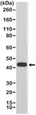 Anti MMP-12 Antibody, clone RM381 thumbnail image 1