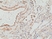 Anti MMP-12 Antibody, clone RM381 thumbnail image 2