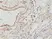 Anti MMP-12 Antibody, clone RM381 thumbnail image 2