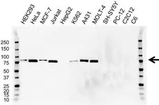 Anti MMP-2 Antibody, clone 4D1E2 (PrecisionAb Monoclonal Antibody) gallery image 1