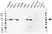 Anti MMP-2 Antibody, clone 4D1E2 (PrecisionAb Monoclonal Antibody) thumbnail image 1
