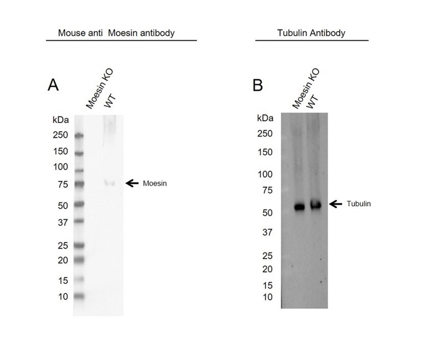 Anti Moesin Antibody, clone 2C12 (PrecisionAb Monoclonal Antibody) gallery image 1