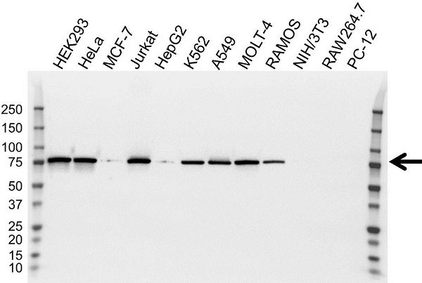 Anti Moesin Antibody, clone 2C12 (PrecisionAb Monoclonal Antibody) gallery image 3