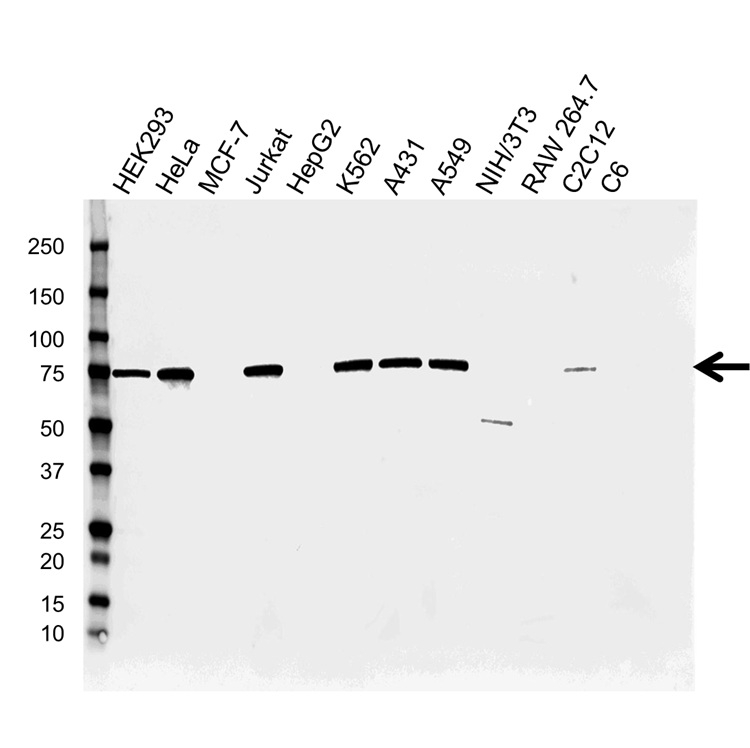 Anti Moesin Antibody, clone CPTC10 (PrecisionAb Monoclonal Antibody) gallery image 1