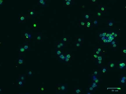 Anti Moesin Antibody, clone CPTC10 (PrecisionAb Monoclonal Antibody) gallery image 5