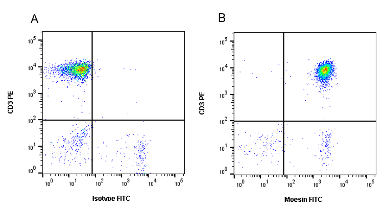 Anti Moesin Antibody, clone CPTC10 (PrecisionAb Monoclonal Antibody) gallery image 6