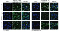 anti Mono-ADP-Ribose Antibody, clone AbD33204 gallery image 1