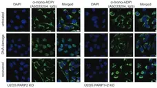 anti Mono-ADP-Ribose Antibody, clone AbD33204 gallery image 2