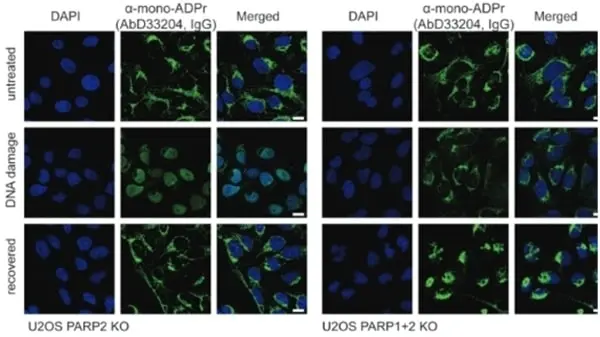 anti Mono-ADP-Ribose Antibody, clone AbD33204 gallery image 2