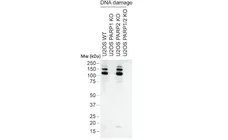 anti Mono-ADP-Ribose Antibody, clone AbD33204 gallery image 3