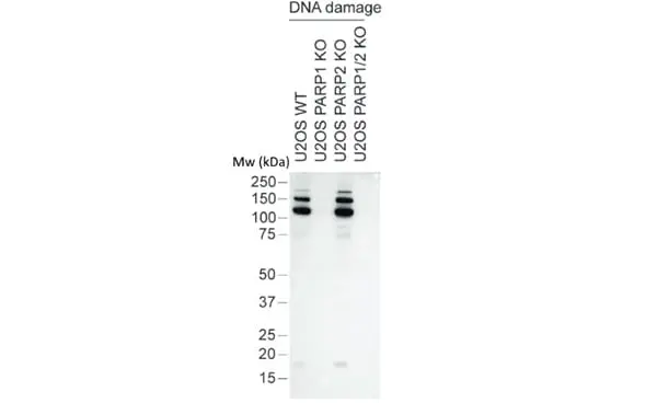 anti Mono-ADP-Ribose Antibody, clone AbD33204 gallery image 3