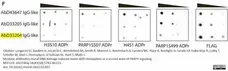 anti Mono-ADP-Ribose Antibody, clone AbD33204 - SpyTag Labeled gallery image 1