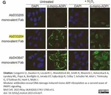 anti Mono-ADP-Ribose Antibody, clone AbD33204 - SpyTag Labeled gallery image 2