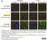 anti Mono-ADP-Ribose Antibody, clone AbD33204 - SpyTag Labeled thumbnail image 2