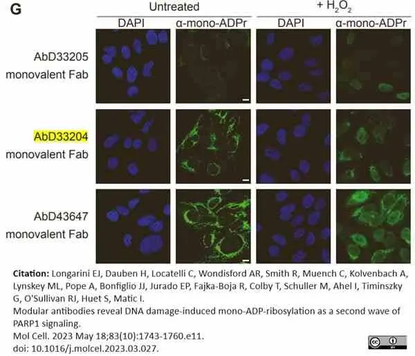 anti Mono-ADP-Ribose Antibody, clone AbD33204 - SpyTag Labeled gallery image 2