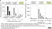 anti Mono-ADP-Ribose Antibody, clone AbD33204 - SpyTag Labeled thumbnail image 3