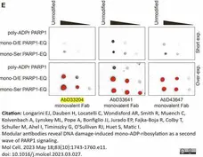 anti Mono-ADP-Ribose Antibody, clone AbD33204 - SpyTag Labeled gallery image 5