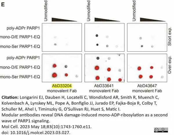 anti Mono-ADP-Ribose Antibody, clone AbD33204 - SpyTag Labeled gallery image 5