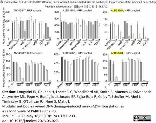 anti Mono-ADP-Ribose Antibody, clone AbD33204 - SpyTag Labeled gallery image 6