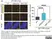 anti Mono-ADP-Ribose Antibody, clone AbD33204 - SpyTag Labeled thumbnail image 7