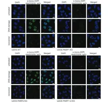 anti Mono-ADP-Ribose Antibody, clone AbD33205 gallery image 1