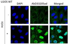 anti Mono-ADP-Ribose Antibody, clone AbD33205 - SpyTag Labeled gallery image 1