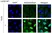 anti Mono-ADP-Ribose Antibody, clone AbD33205 - SpyTag Labeled thumbnail image 1