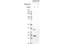anti Mono-ADP-Ribose Antibody, clone AbD33205 - SpyTag Labeled gallery image 2