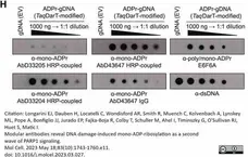 anti Mono-ADP-Ribose Antibody, clone AbD33205 - SpyTag Labeled gallery image 4