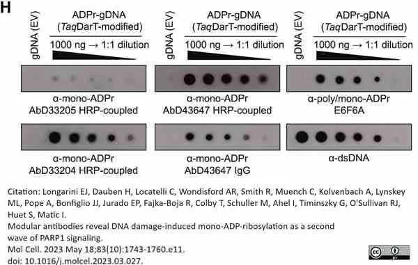 anti Mono-ADP-Ribose Antibody, clone AbD33205 - SpyTag Labeled gallery image 4
