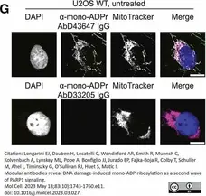 anti Mono-ADP-Ribose Antibody, clone AbD33205 - SpyTag Labeled gallery image 5