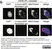 anti Mono-ADP-Ribose Antibody, clone AbD33205 - SpyTag Labeled thumbnail image 5