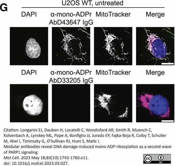 anti Mono-ADP-Ribose Antibody, clone AbD33205 - SpyTag Labeled gallery image 5