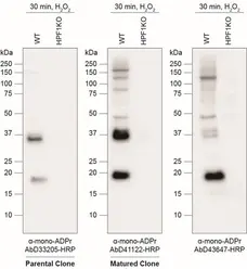 anti Mono-ADP-Ribose Antibody, clone AbD41122 gallery image 1
