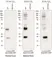 anti Mono-ADP-Ribose Antibody, clone AbD41122 thumbnail image 1