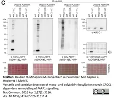 anti Mono-ADP-Ribose Antibody, clone AbD41122 gallery image 10